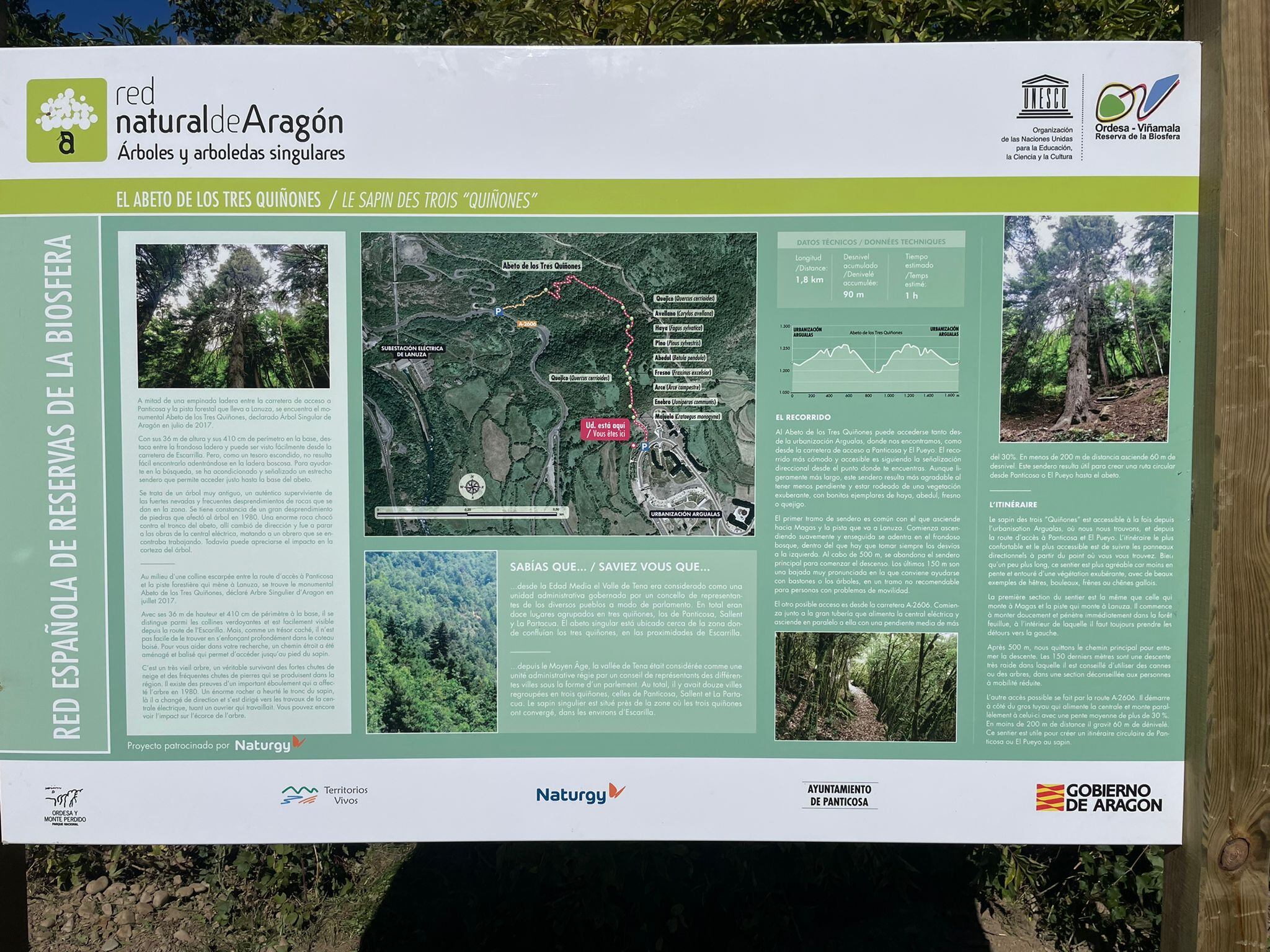 Abeto de los Tres Quiñones de Panticosa