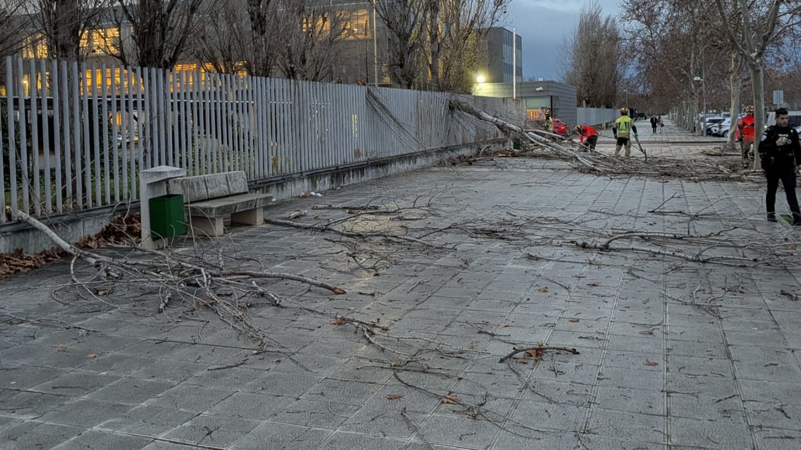 Caída de ramas y de un árbol en el barrio del Polígono de Toledo