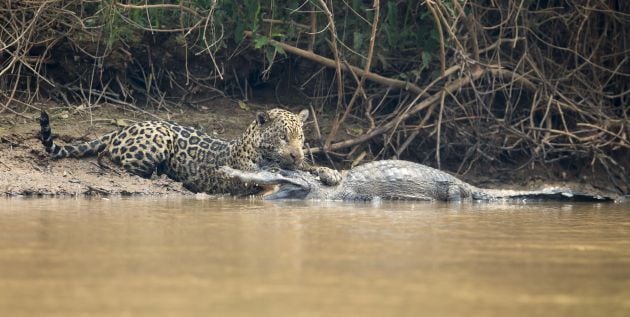 El jaguar atrae a su víctima hasta la orilla.