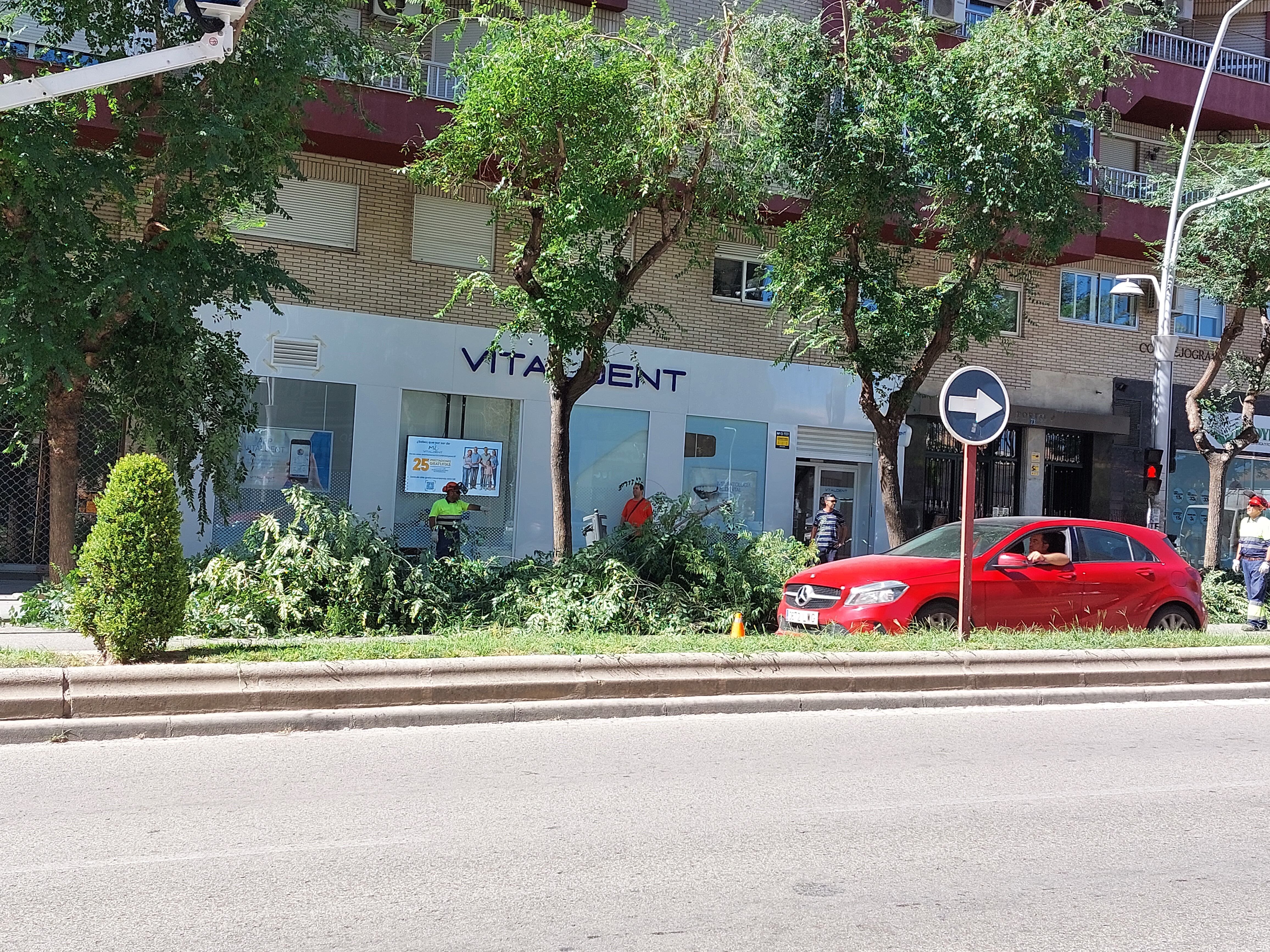 Poda en Avenida de Andalucía