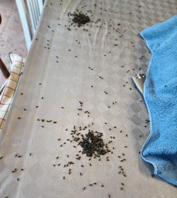 Plaga de moscas en una cocina de una vivienda en Tomiño