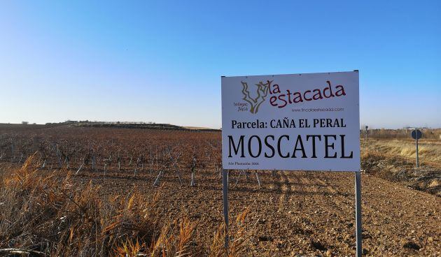 Entorno de viñedos en el paraje de Riánsares.