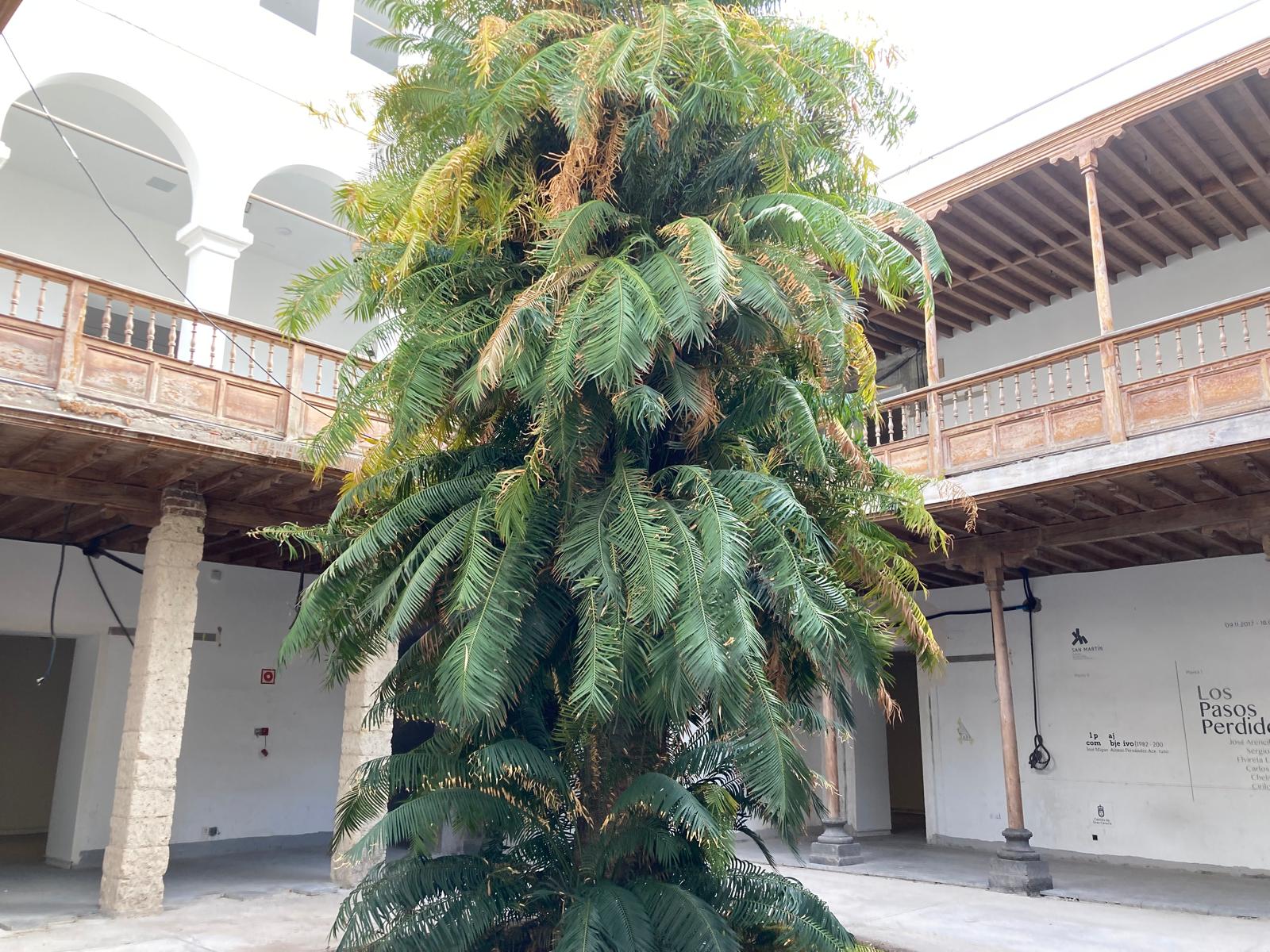 Ejemplar centenario de cica en uno de los patios del San Martín por rehabilitar