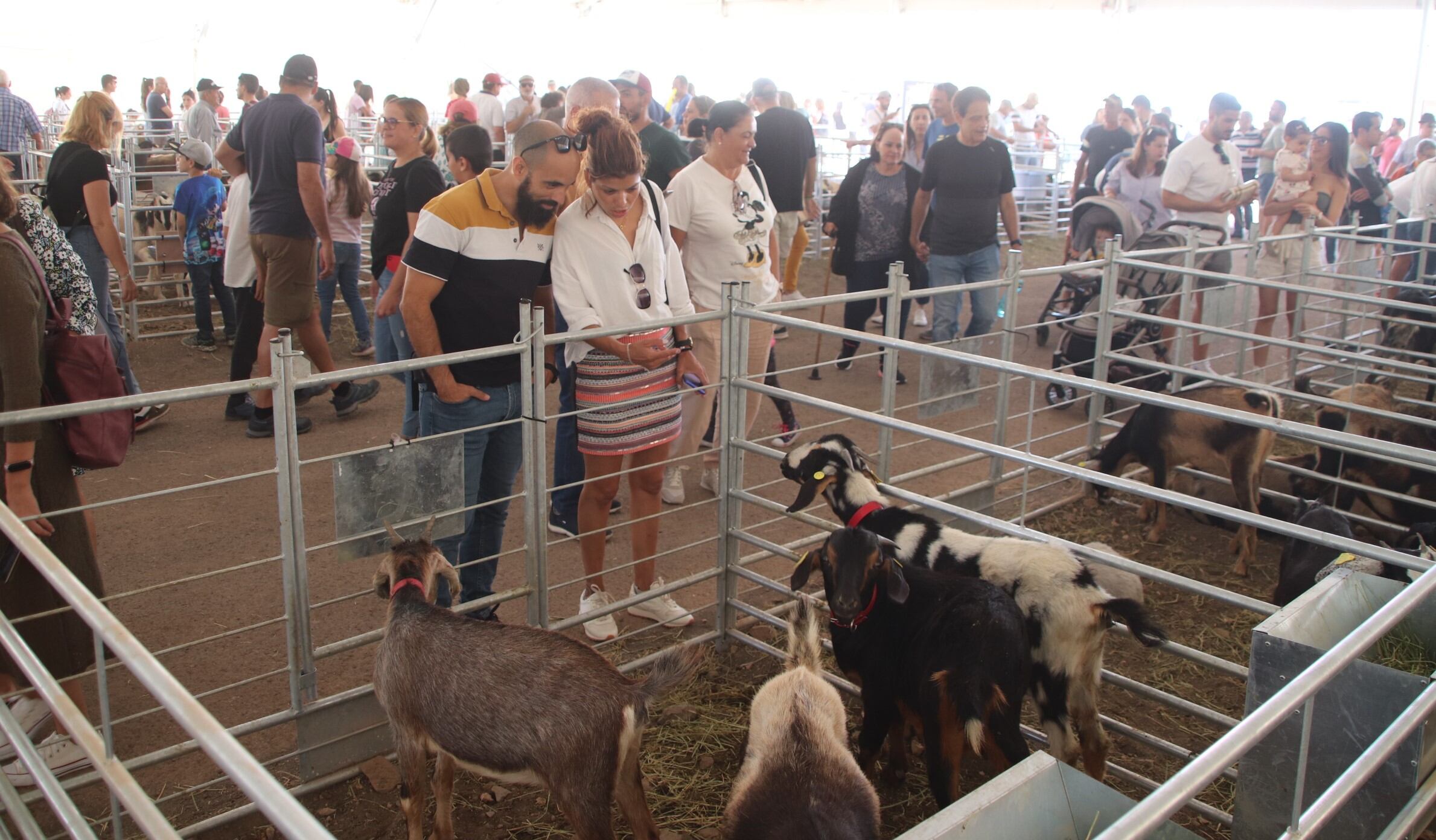 Asistentes a la Muestra de Ganado de Uga, en el sur de Lanzarote.