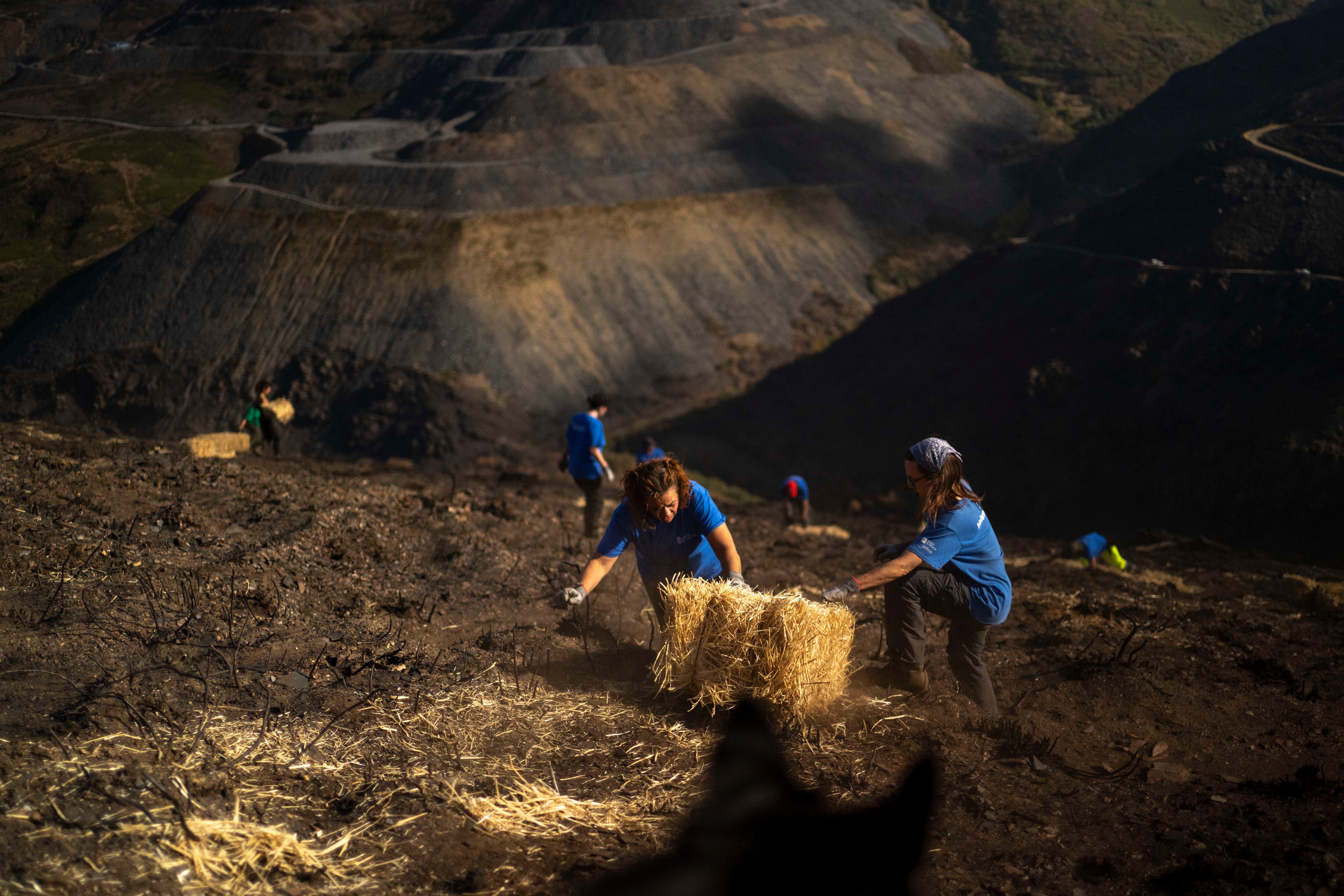 Carballeda de Valdeorras (Ourense), 18/10/2025. Los voluntarios continúan trabajando durante el fin de semana en el terreno calcinado por los incendios que afectaron a Galicia en agosto. En la imagen, actuación de voluntariado en el entorno de la Mina de Valborraz, en Casaio, Carballeda de Valdeorras (Ourense). Aplicación de la técnica de mulching, una práctica que consiste en cubrir con paja las áreas afectadas para prevenir la erosión, evitar que las cenizas alcancen los cursos de agua y favorecer el rebrote de la cubierta vegetal. EFE/Brais Lorenzo
