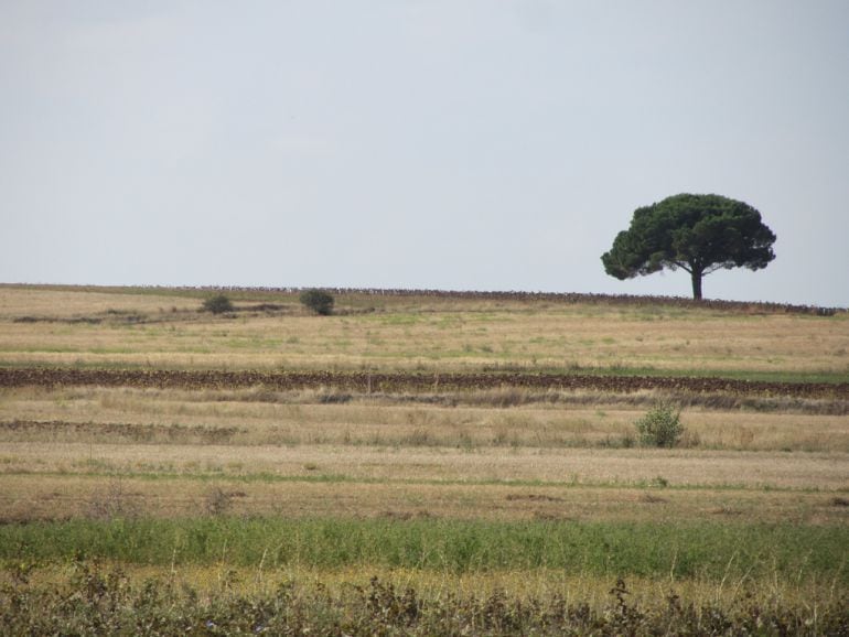 La Junta aprueba el Programa Territorial de Fomento de Tierra de Campos por 63 millones de euros