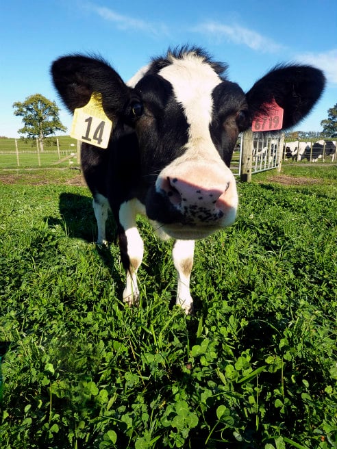 Científicos de Nueva Zelanda han creado genéticamente a la vaca Daisy con la esperanza de producir la primera leche a prueba de alergias