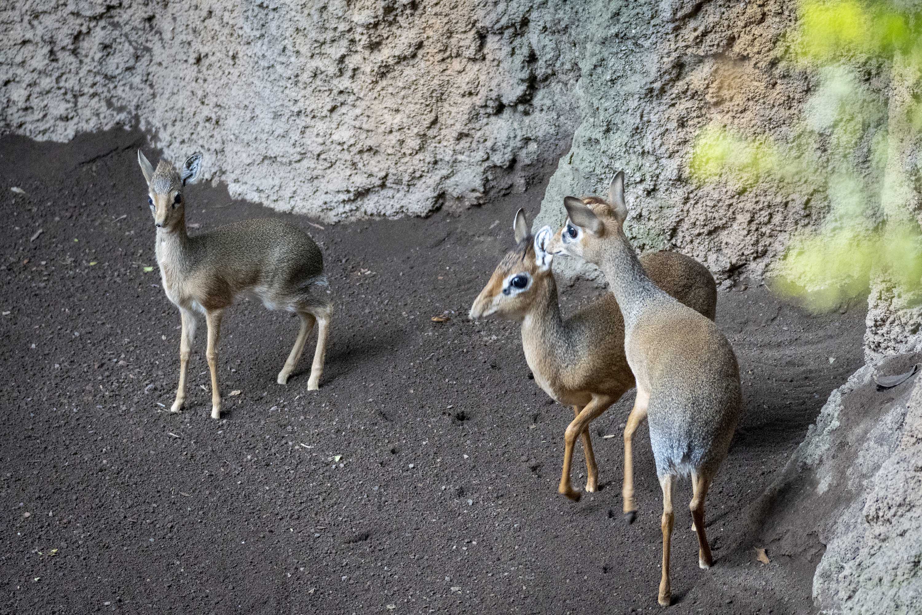 La cría del antílope más pequeño de África ya puede verse en BIOPARC València