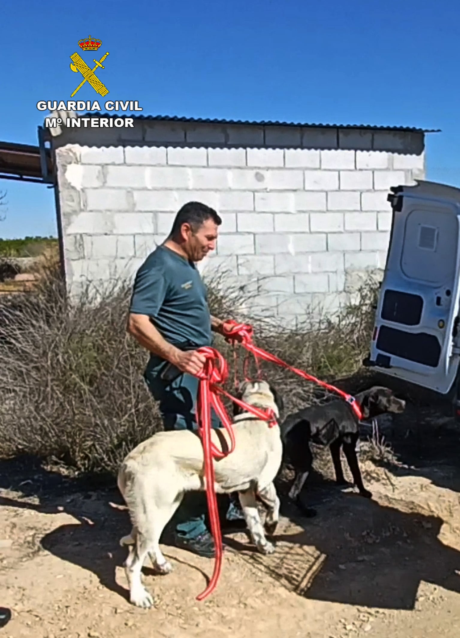 Los perros rescatados por el SEPRONA se encontraban deshidratados y desnutridos