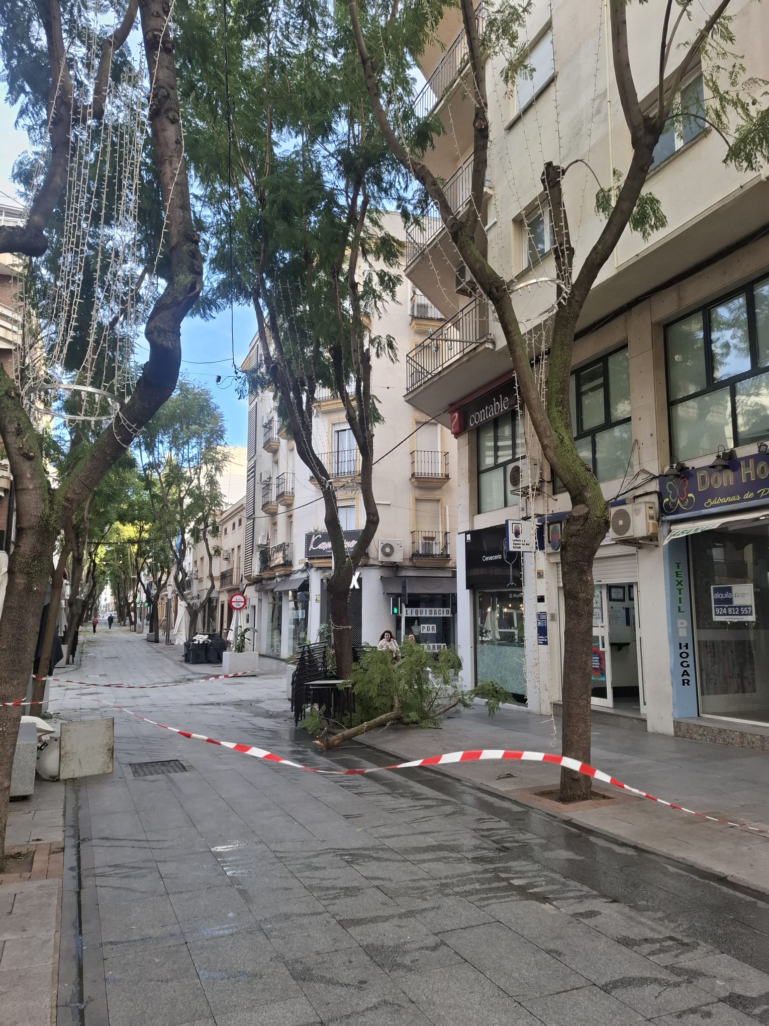 Una rama caída en la Avenida de la Constitución de Don Benito