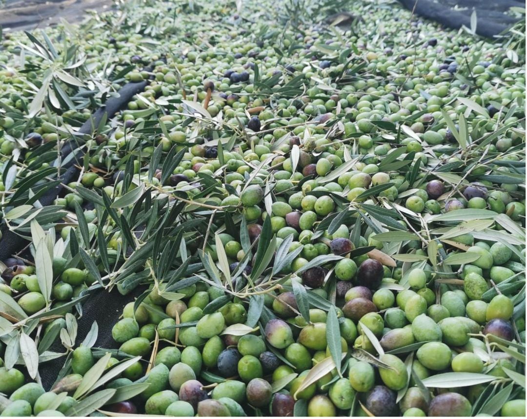 Algunas de las aceitunas recogidas en Sierra Mágina, para aceites tempranos