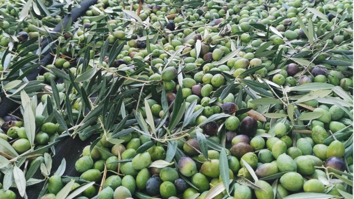 La Quinta Esencia recogerá su cosecha temprana a partir de este lunes