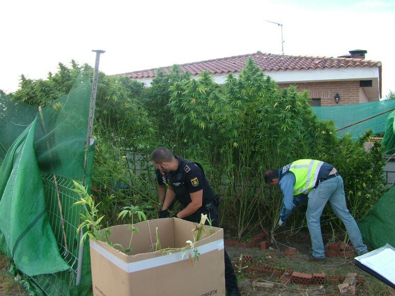 La plantación de marihuana descubierta en Talavera.