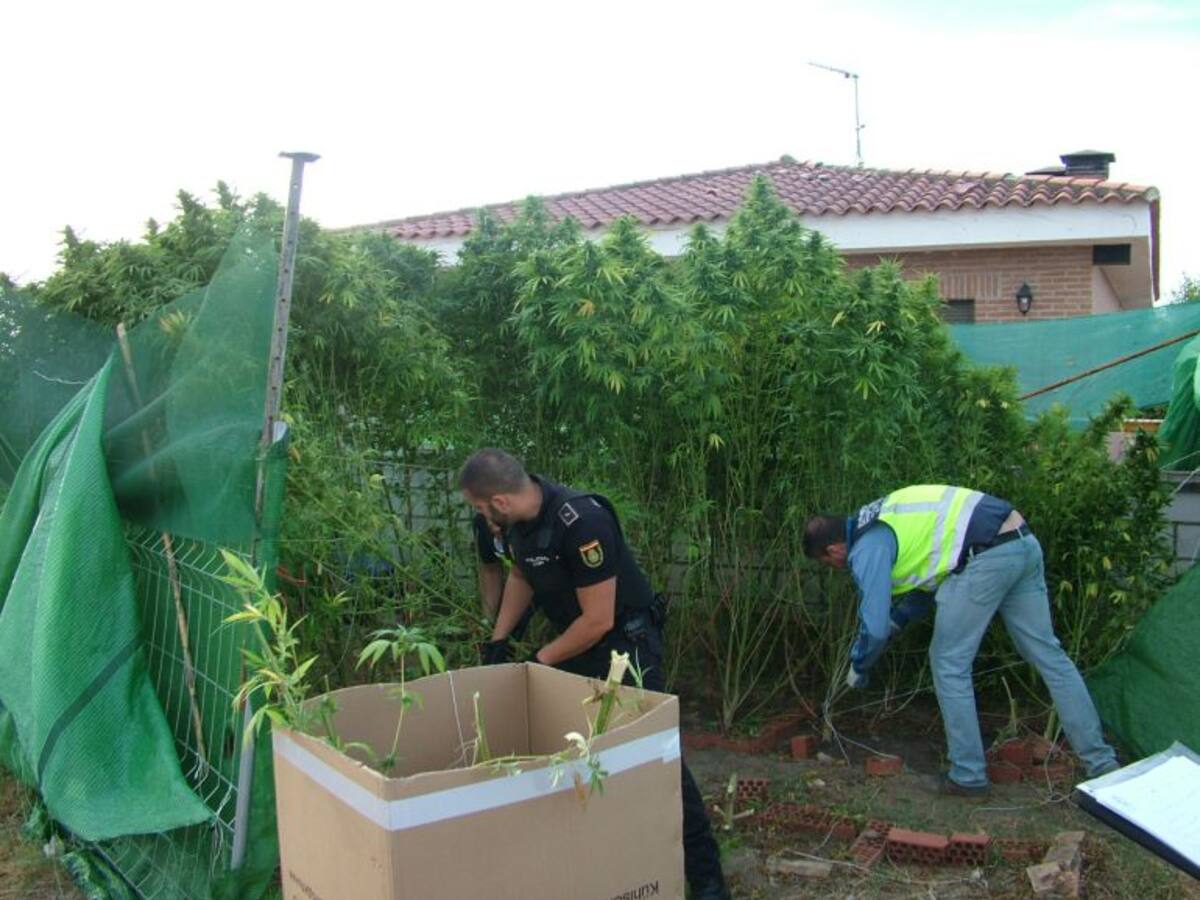 Desmantelada una plantación de marihuana en una urbanización de Talavera