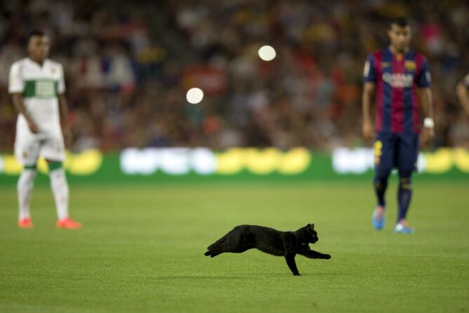 Un gato paró el inicio del encuentro en el Camp Nou
