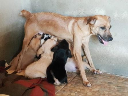 Una perra y sus cachorros, en las instalaciones del refugio de animales de Puertollano