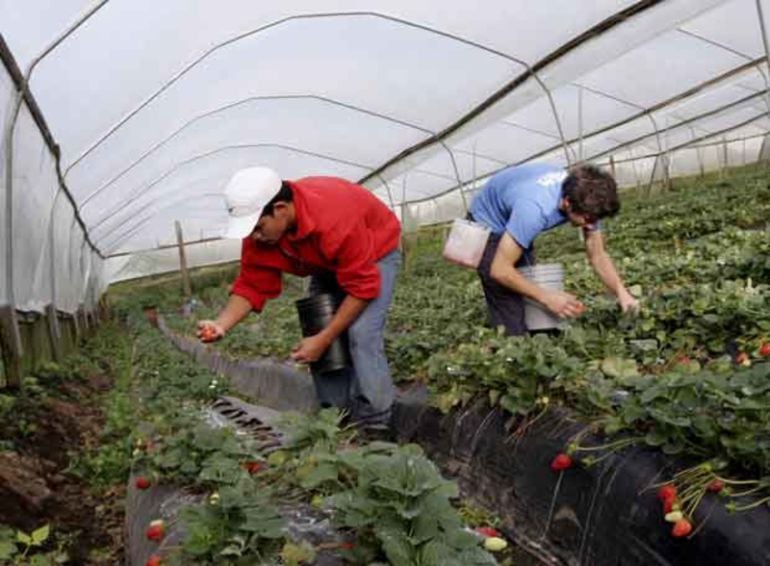 Dos jornaleros recolectando fresas en una explotación agrícola 