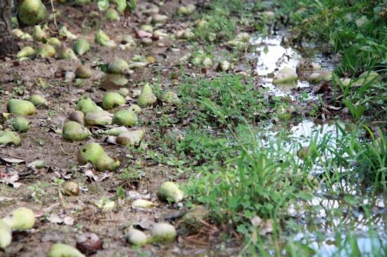 El fort vent ha fet caure molta fruita, sobretot peres