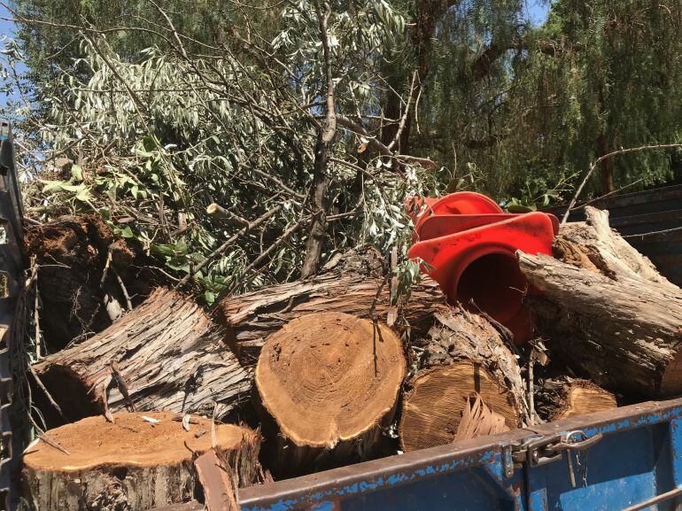 Cae un árbol en la avenida del Mediterráneo de Elda
