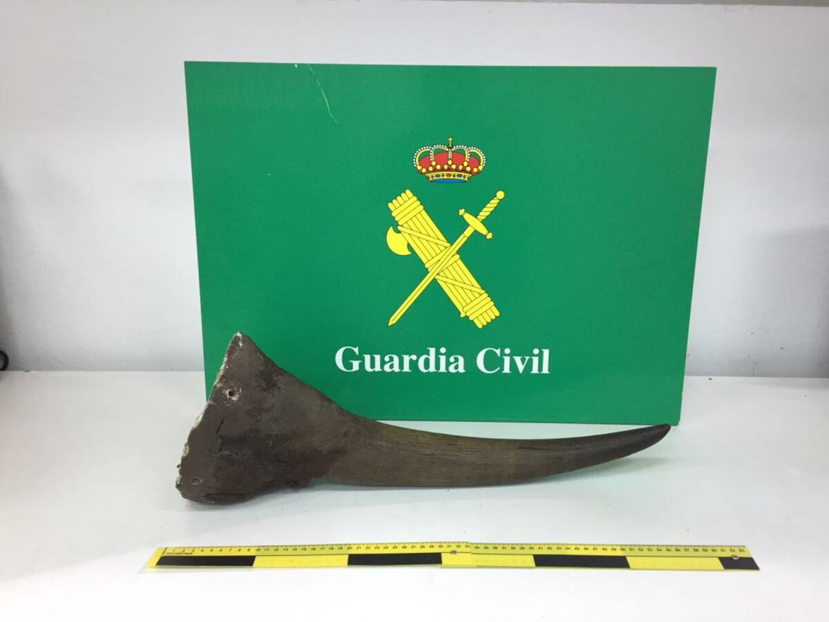 La Guardia Civil detiene a tres personas por el robo de un cuerno de rinoceronte en Bunyola
