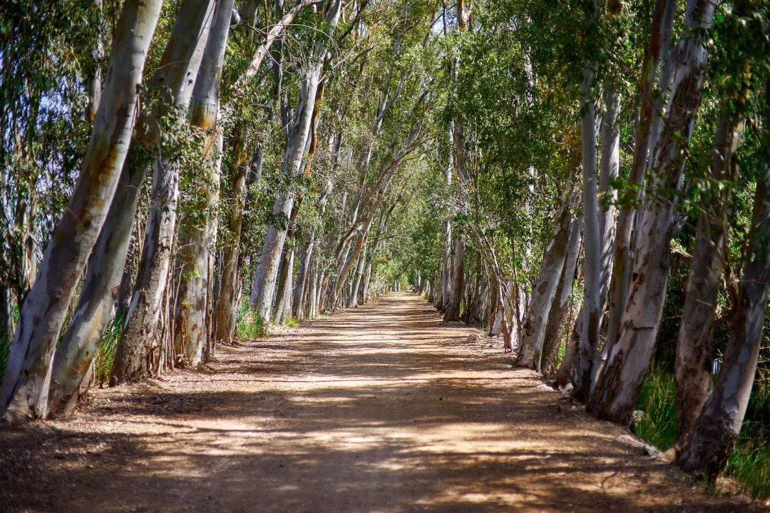 Una de las rutas propuestas por Sendes Urbanes Gandia 