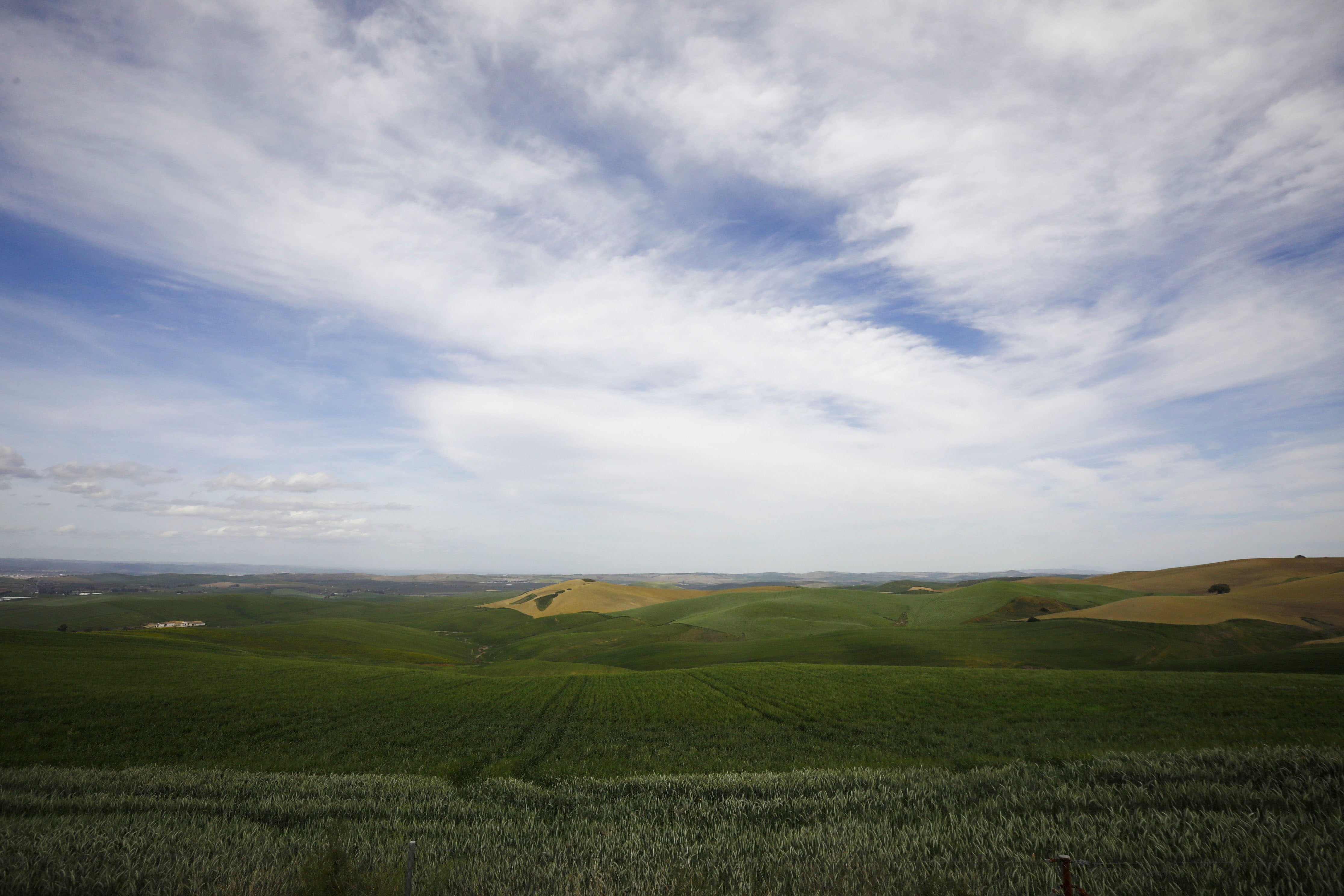 Vista de los campos de cultivo en Córdoba este mes de abril. EFE/Salas
