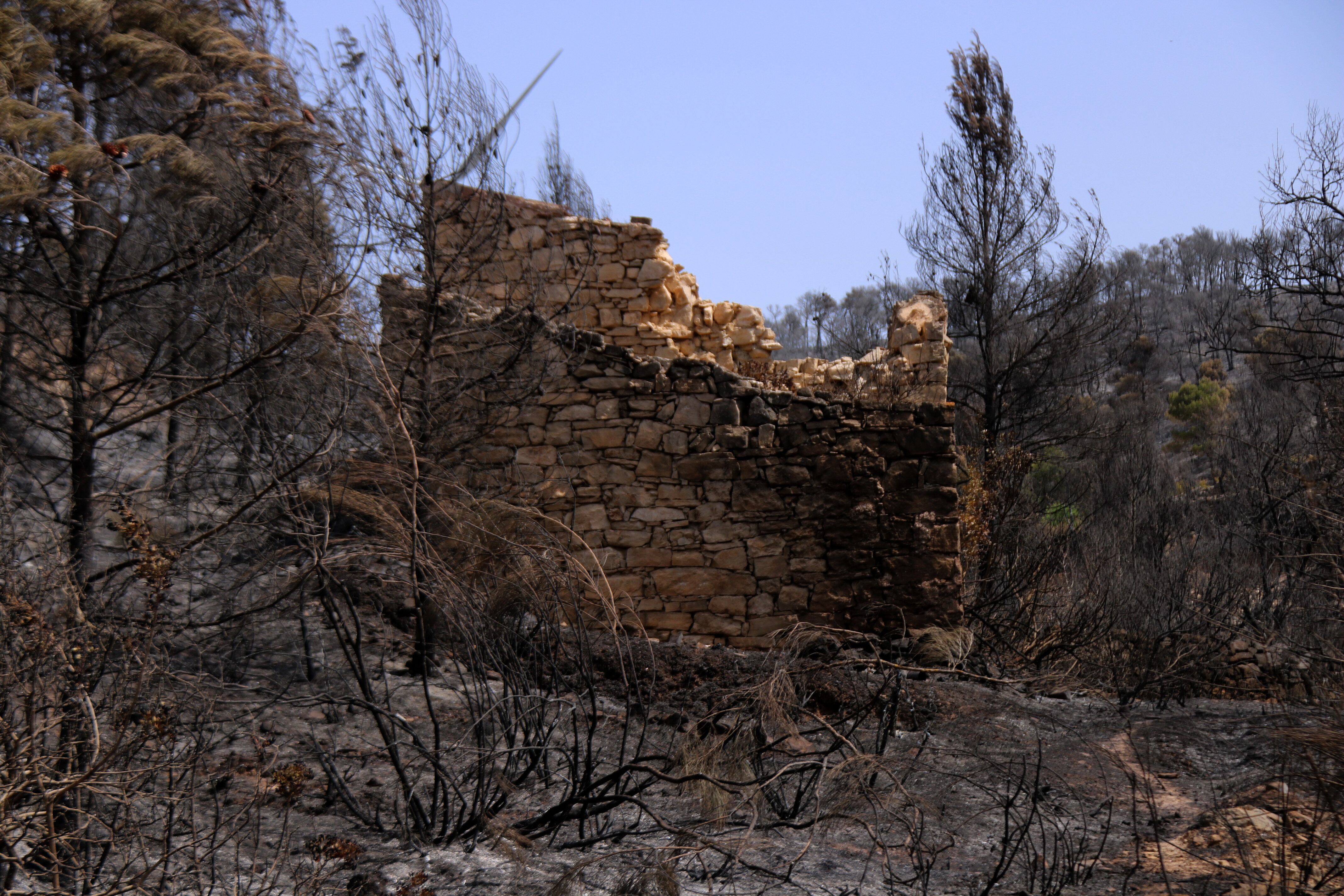 Terreny desvastat a l'incendi de Corbera d'Ebre