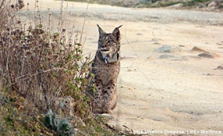 Imagen de un ejemplar de lince ibérico.