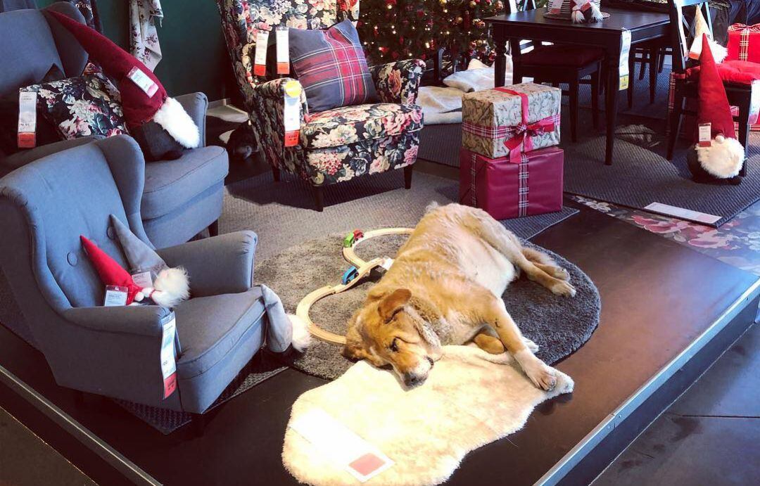 Uno de los perros descansando en la tienda.