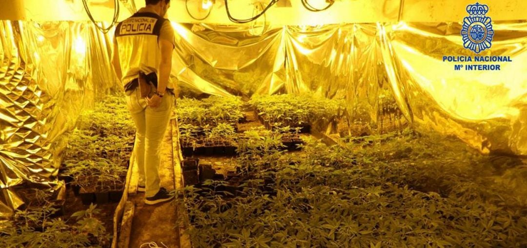 Imagen de una de las naves dedicada al cultivo intesivo