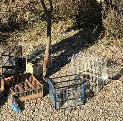 La Policía Local denunció a los dos jóvenes por caza ilegal de jilgueros