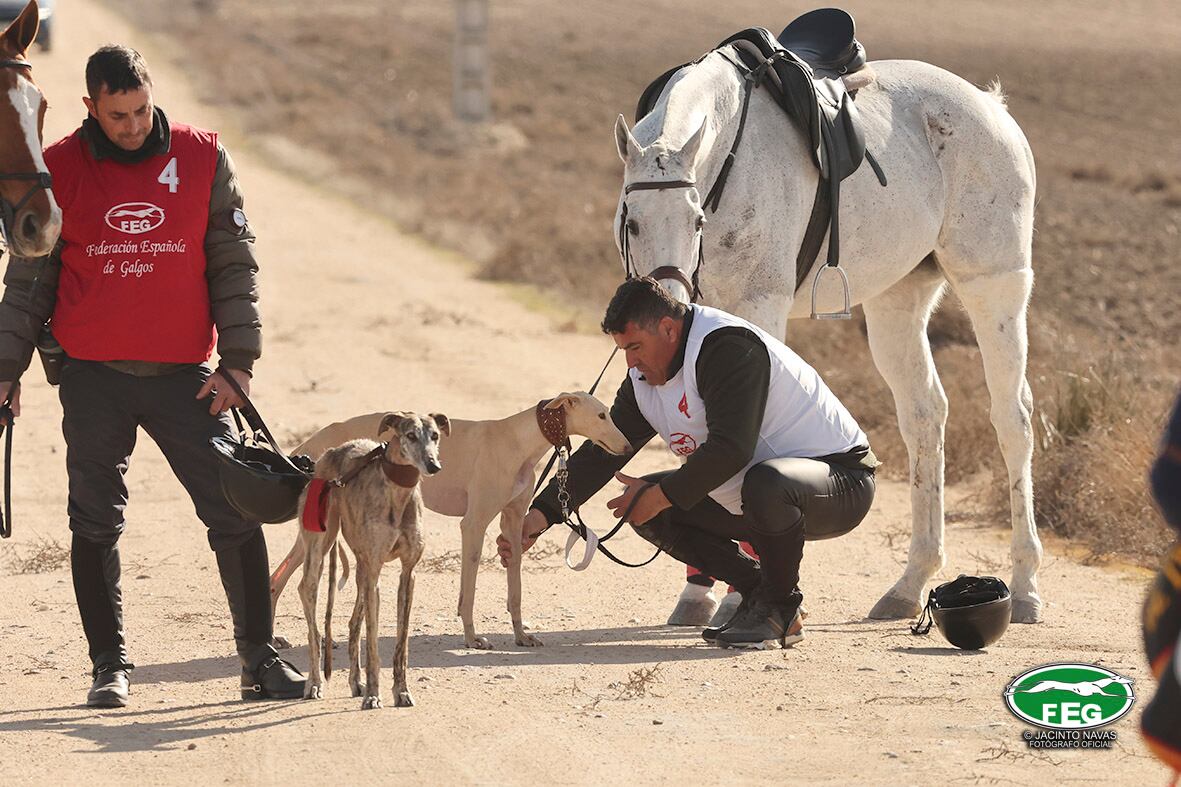 El Campeonato de España de Galgos en Campo se disputa, por octava vez, en Madrigal de las Altas Torres