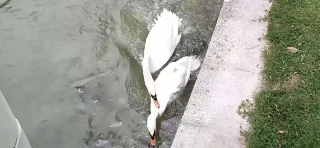 Los vecinos y el portavoz de Podemos alertan de que ya han muerto varios patos del entorno