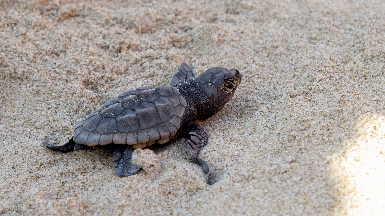 La tortuga boba bate récords en las playas de la Comunitat Valenciana: nueve nidos y casi 500 ejemplares en 2023