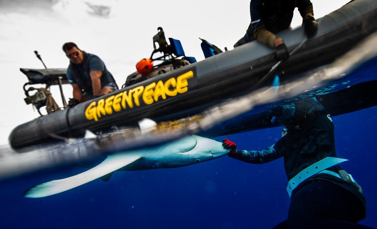 Un manipulador de tiburones y el equipo de Greenpeace RHIB liberan a un tiburón azul atrapado en un palangre en el Océano Pacífico por un barco vigués
