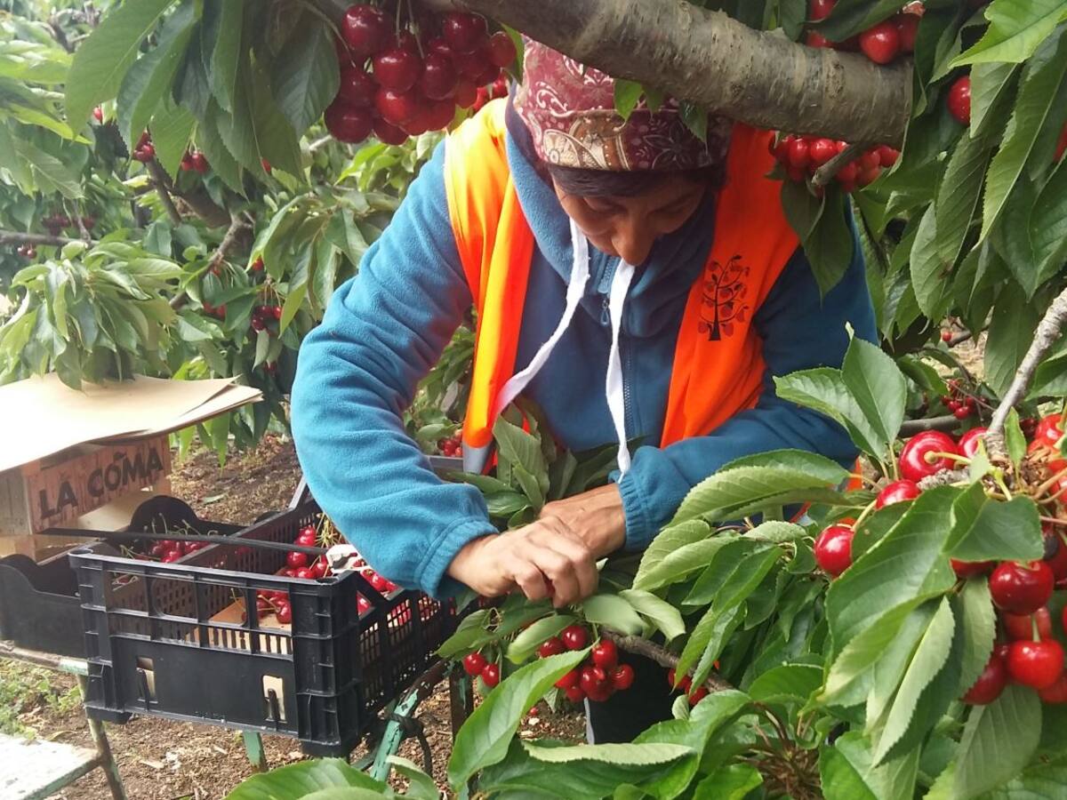 La falta de mano de obra, el gran problema laboral para la fruta de hueso