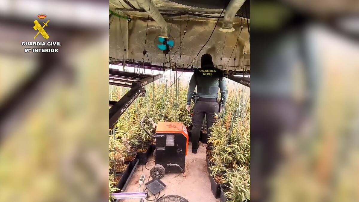 Desmantelan un cultivo de marihuana indoor de 1.500 plantas en Hormigos (Toledo)