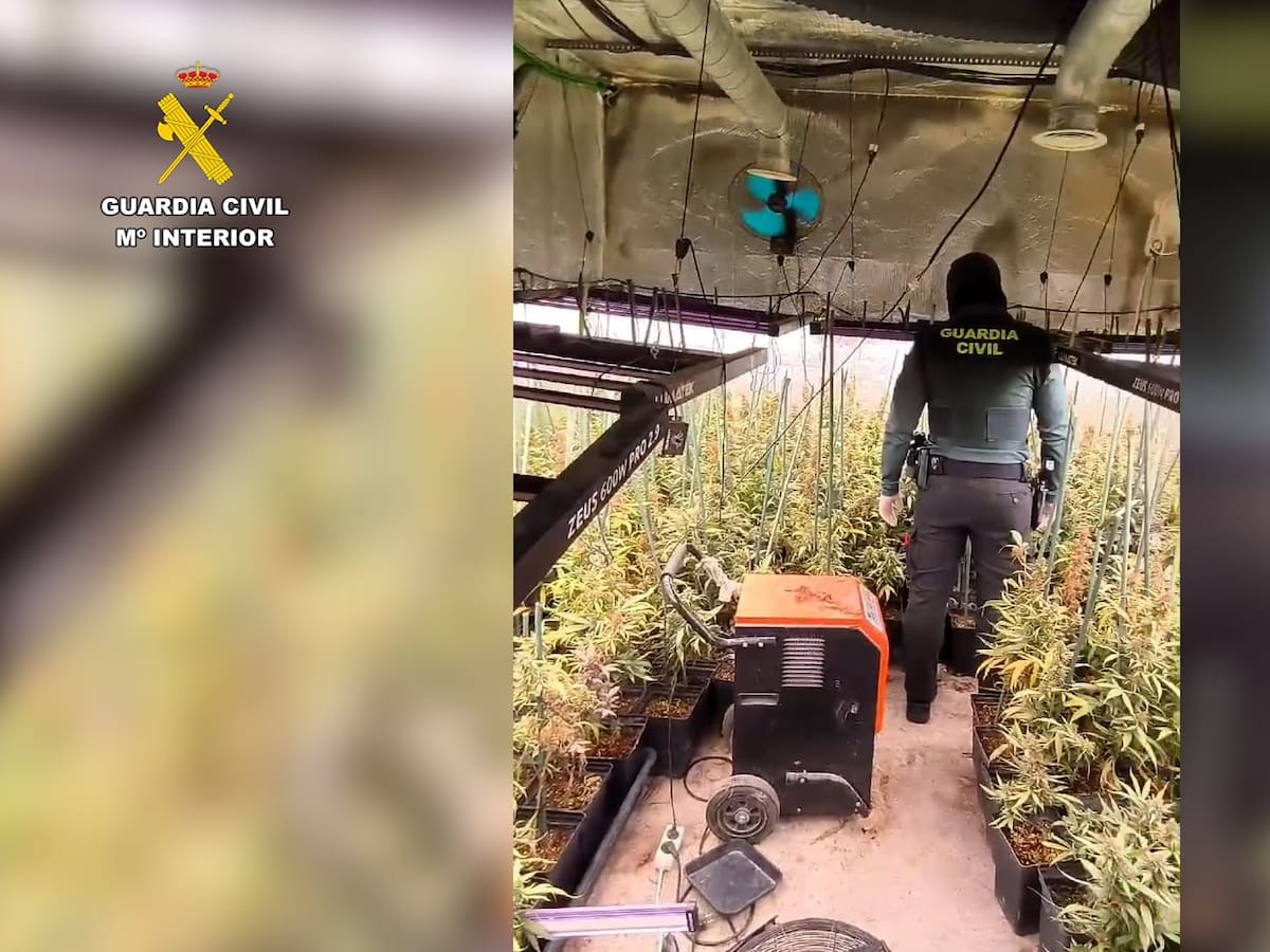 Desmantelan un cultivo de marihuana indoor de 1.500 plantas en Hormigos (Toledo)
