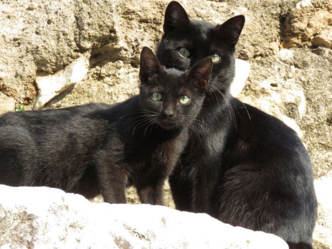 Gatos callejeros