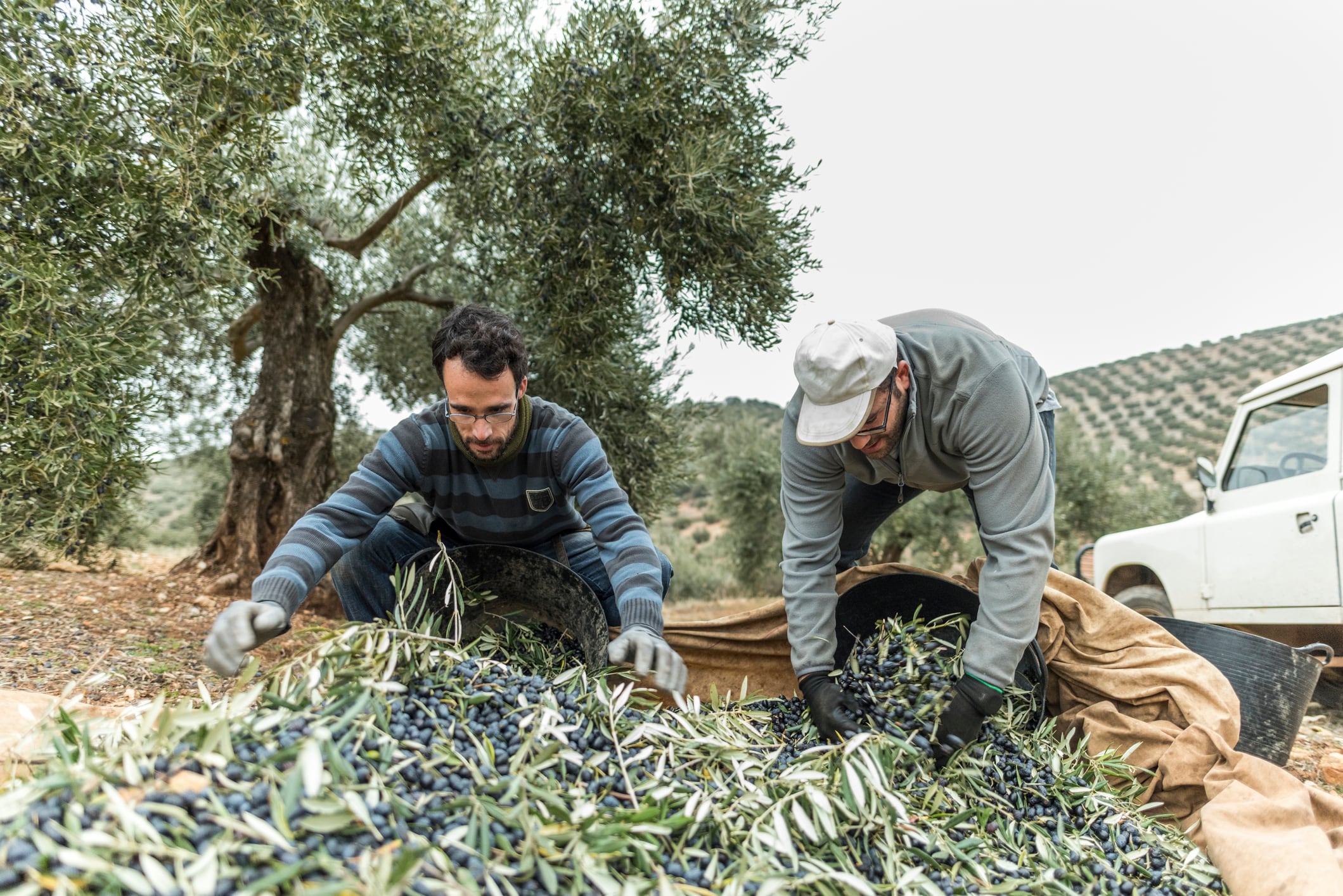 Dos hombres en una finca durante la recogida de la aceituna