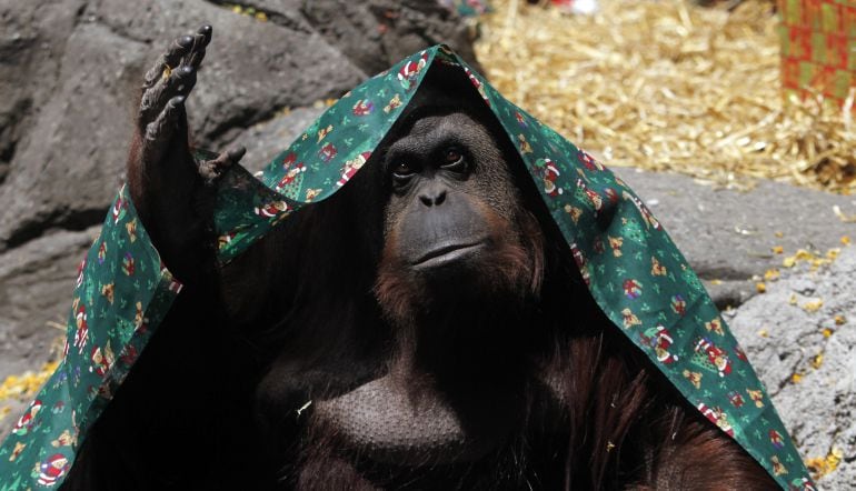 El orangután llamado Sandra, cubierto con una manta en el zoológico de Buenos Aires, en una foto de archivo.