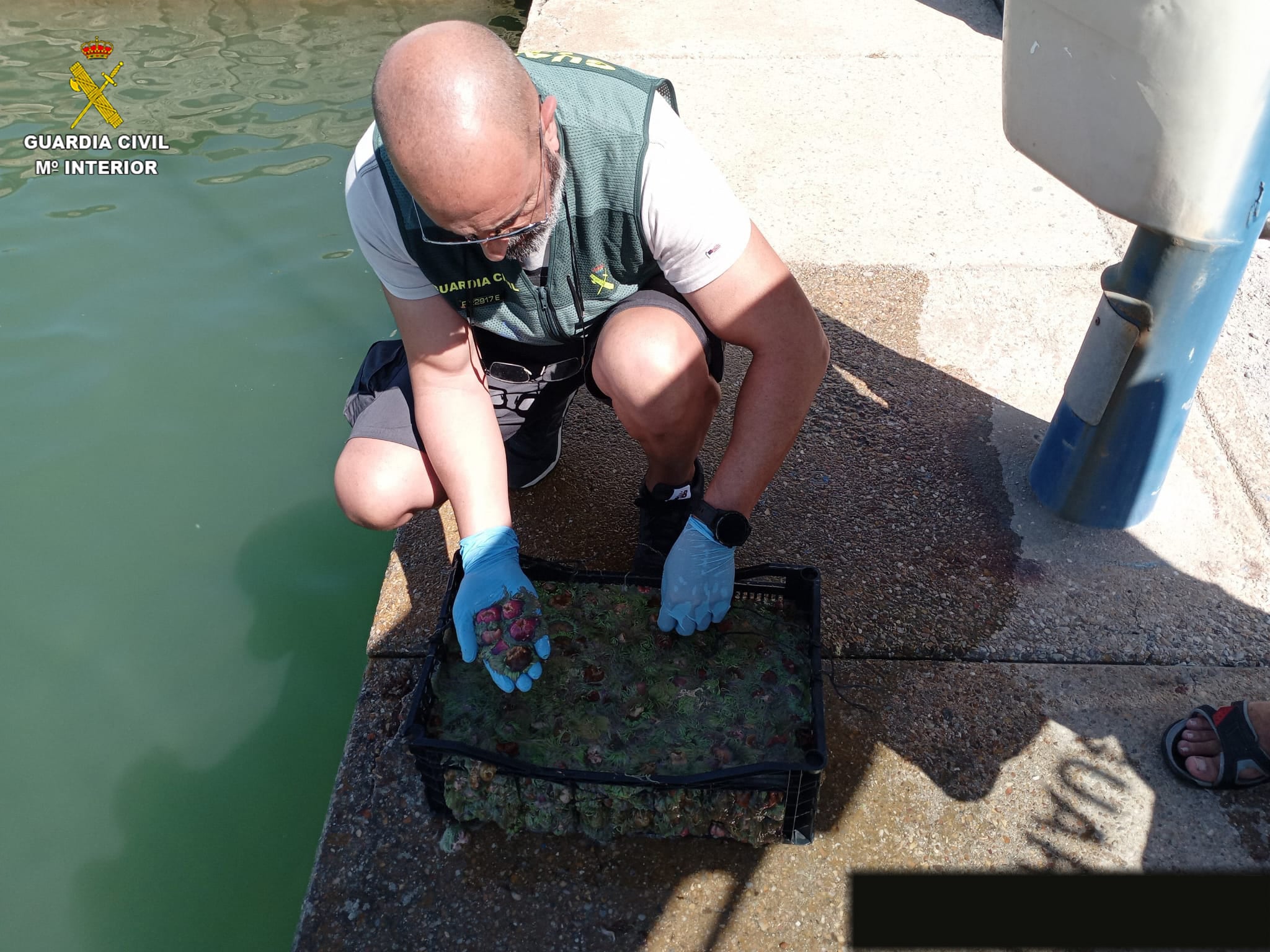 Ortiguillas incautadas por la GUardia Civil en Chipiona