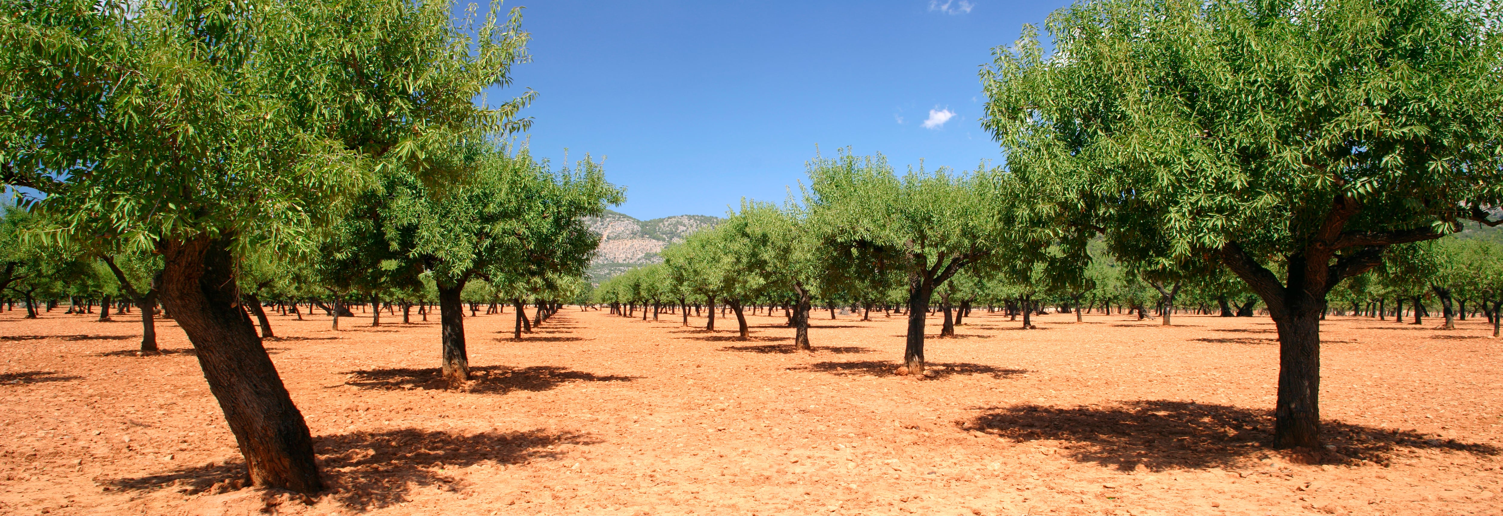 Almendros en Mallorca (Photo by Peter Thompson)