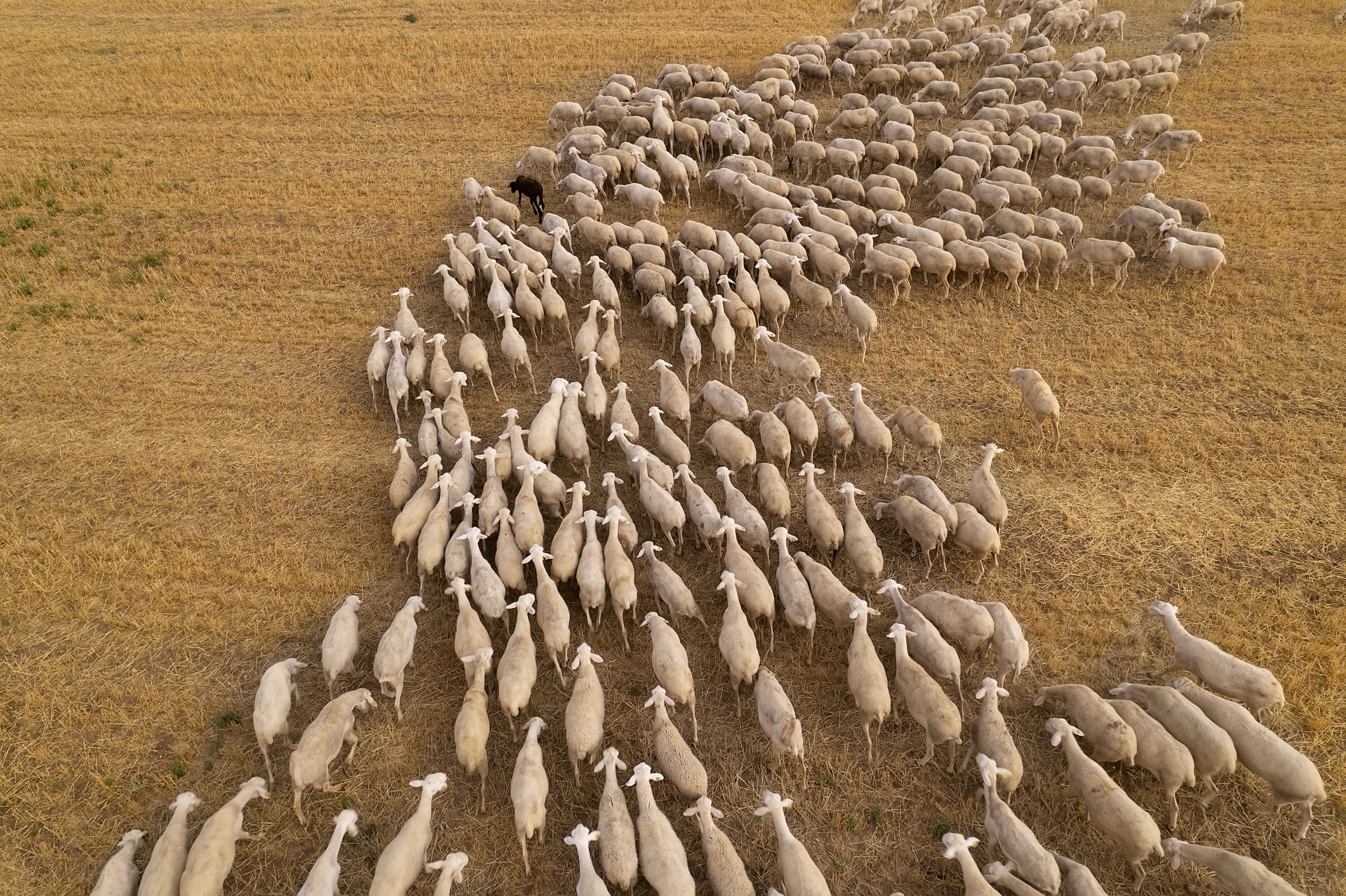 Las ovejas bombero llegan a la Región de Murcia y a la Comarca del Guadalentín.