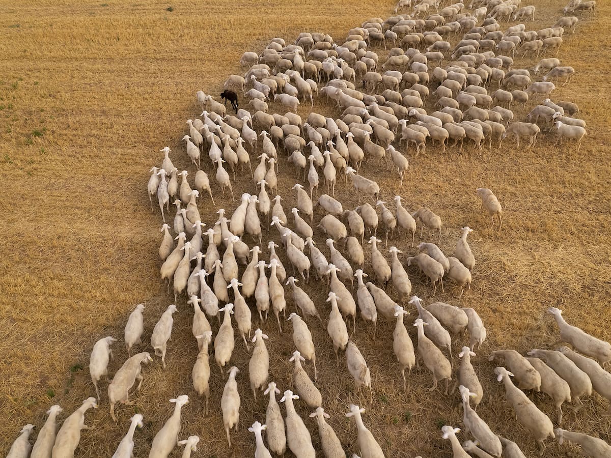 Las ovejas bombero llegan a la Región de Murcia y a la Comarca del Guadalentín