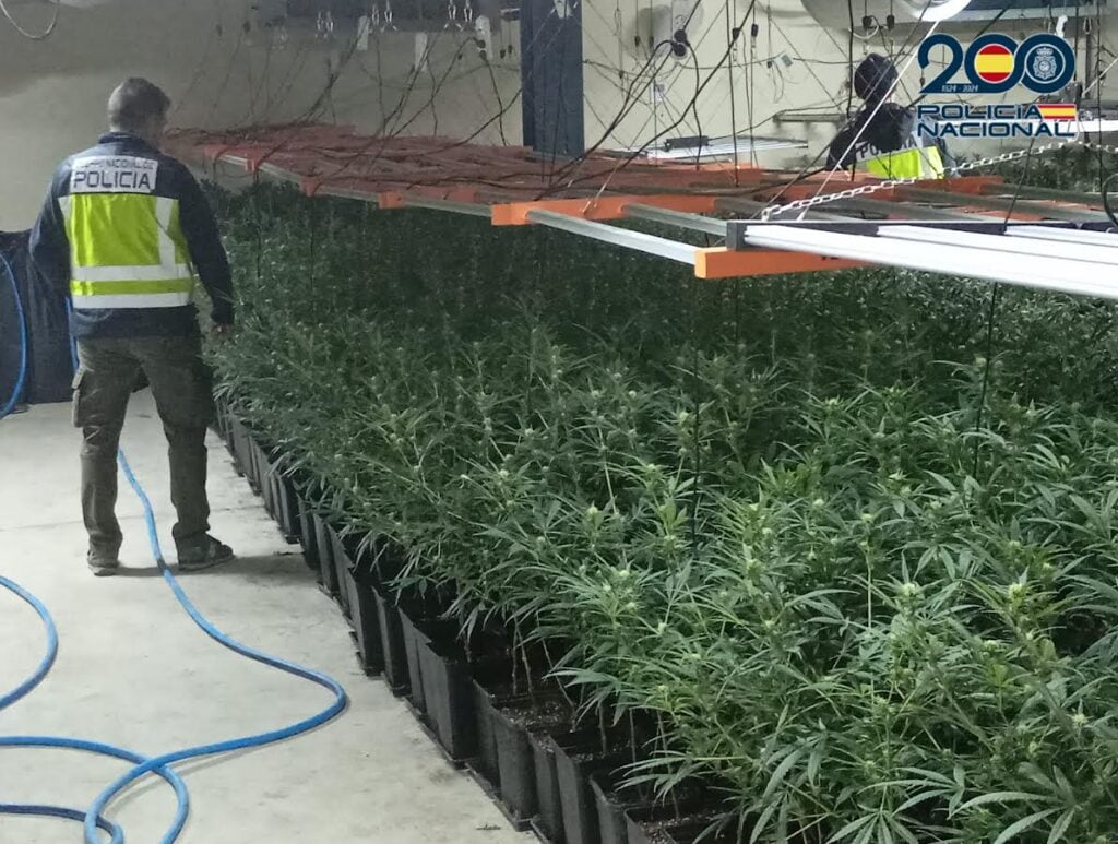 Una de las plantaciones de marihuana incautadas en Talavera y Mocejón