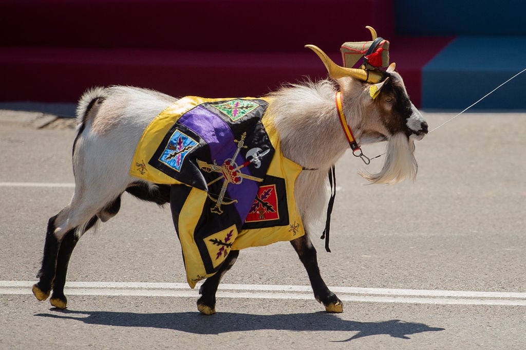 La cabra de la legión durante el Día de la Fiesta Nacional.