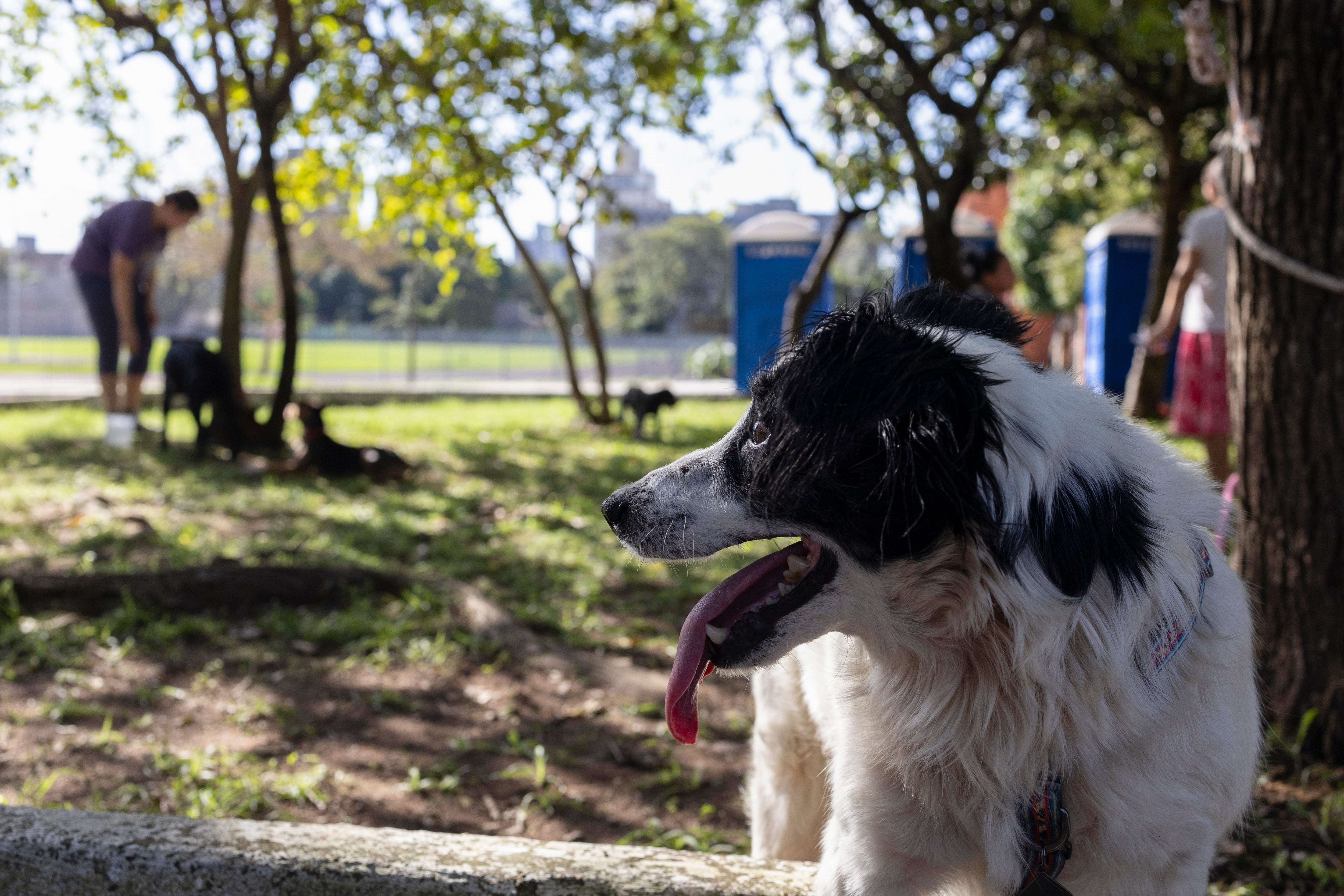 Perro en un parque. EFE/ Isaac Fontana