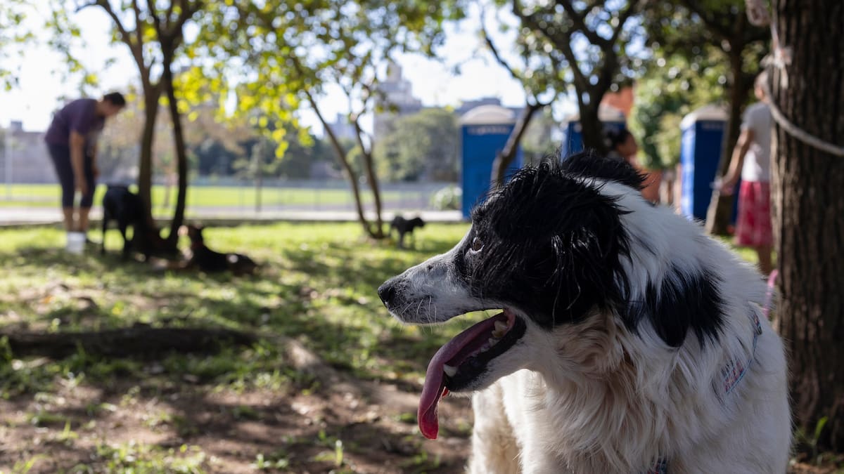 Animaleando en Hoy por Hoy Madrid Oeste:¿Cómo podemos evitar el contagio en perros y gatos de la oruga procesionaria?