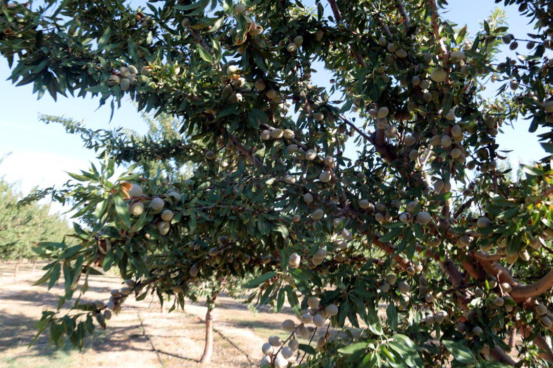 Foto d'arxiu d'una plantació experimental d'ametller en reg.